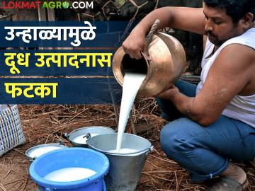रखरखत्या उन्हामुळे पशुधनाचे दूध आटले, उत्पादनातही घट - Marathi News | Due to the dry heat, the milk of the livestock dried up, the production also decreased | Latest News at Lokmat.com रखरखत्या उन्हामुळे पशुधनाचे दूध आटले, उत्पादनातही घट - Marathi News | Due to the dry heat, the milk of the livestock dried up, the production also decreased | Latest News at Lokmat.com