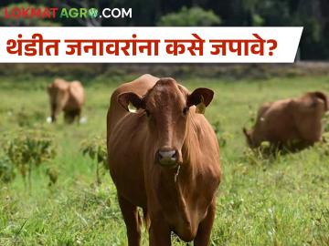 थंडीमुळे जनावरांना आजार जडण्याची शक्यता, कशी घ्याल काळजी? - Marathi News | The possibility of animals getting sick due to cold, how to take care? | Latest News at Lokmat.com