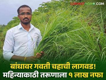 Lemongrass : व्वा रे पठ्ठ्या! फक्त बांधावर लावला गवती चहा! महिन्याकाठी 'हा' तरूण कमावतो १ लाखांचा नफा - Marathi News | Lemongrass : Wow! Just put grass tea on the dam! This young man earns a profit of 1 lakh per month | Latest agriculture News at Lokmat.com