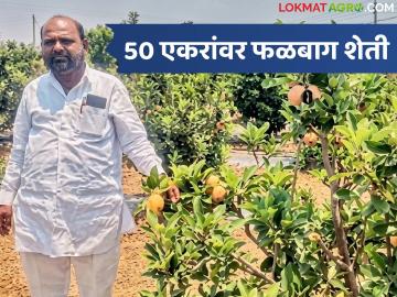 50 एकरांवर फळबाग शेती, थेट परदेशात निर्यात, दरही चांगला, शिंगाडे कुटुंबाची प्रेरणादायी यशोगाथा - Marathi News | Latest News Fruit orchard farming on 50 acres, direct export abroad, good prices, inspiring success story of the Shingade family | Latest success-story News at Lokmat.com