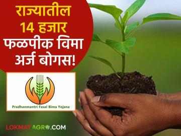 Crop Insurance : फळपीक विमा घोटाळा! शेतकऱ्यांवर होणार कारवाई; कृषी विभागाने २६ टक्के अर्ज केले अपात्र - Marathi News | Crop Insurance Fruit crop insurance scam! Action will be taken against farmers; 26 percent of the applications were ineligible by the Agriculture Department | Latest agriculture News at Lokmat.com Crop Insurance : फळपीक विमा घोटाळा! शेतकऱ्यांवर होणार कारवाई; कृषी विभागाने २६ टक्के अर्ज केले अपात्र - Marathi News | Crop Insurance Fruit crop insurance scam! Action will be taken against farmers; 26 percent of the applications were ineligible by the Agriculture Department | Latest agriculture News at Lokmat.com
