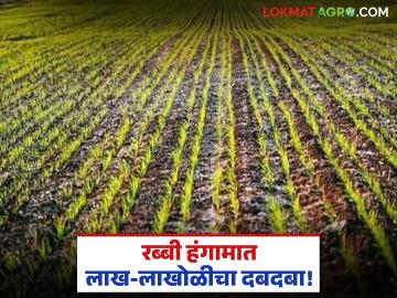Rabi Season : रब्बी हंगामात शेतकऱ्यांचे लाख-लाखोळीला प्राधान्य! आर्थिक फायदा होत असल्याने लागवड वाढली - Marathi News | Rabi Season: Farmers' preference for lakhs of lakhs during Rabi season! Cultivation increased due to financial benefits | Latest agriculture News at Lokmat.com Rabi Season : रब्बी हंगामात शेतकऱ्यांचे लाख-लाखोळीला प्राधान्य! आर्थिक फायदा होत असल्याने लागवड वाढली - Marathi News | Rabi Season: Farmers' preference for lakhs of lakhs during Rabi season! Cultivation increased due to financial benefits | Latest agriculture News at Lokmat.com