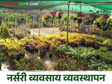 Nursery Management : नर्सरी व्यवसाय करताय? 'या' गोष्टी महत्त्वाच्या! असे करा व्यवस्थापन - Marathi News | Nursery Management : Running a nursery business? 'These' things are important! Do so management | Latest agriculture News at Lokmat.com