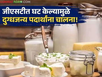 Dairy Product : पनीर, तूप, बटर, चीजवरील कर कपातीमुळे मागणी वाढणार; शेतकऱ्यांना दिलासा! - Marathi News | Dairy Products Tax cuts on paneer, ghee, butter, cheese will increase demand; Relief for farmers! | Latest agriculture News at Lokmat.com