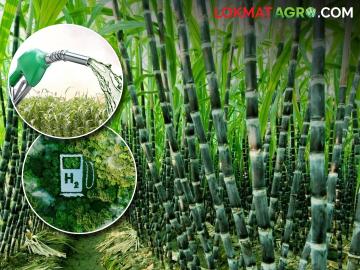 ऊस उत्पादकांमुळे धावणार भविष्यातील हायब्रीड कार - Marathi News | world sugar industry VSI international cane conference Ethanol and Green Hydrogen The Future of Sugarcane Farming | Latest agriculture News at Lokmat.com ऊस उत्पादकांमुळे धावणार भविष्यातील हायब्रीड कार - Marathi News | world sugar industry VSI international cane conference Ethanol and Green Hydrogen The Future of Sugarcane Farming | Latest agriculture News at Lokmat.com