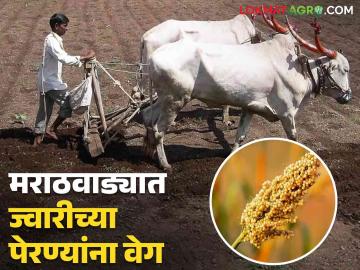 Rabi Season : मराठवाड्यात सोयाबीन, उडदाच्या काढण्या सुरू! रब्बी ज्वारी, हरभरा पेरण्यांना वेग - Marathi News | kharip Season Harvesting of soybeans in Marathwada has started Rabi sorghum, gram sowing speed up | Latest agriculture News at Lokmat.com