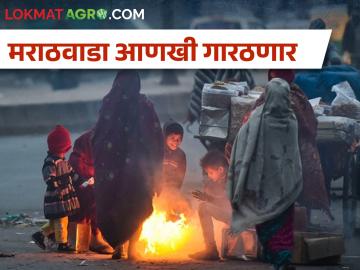 मराठवाड्यात तापमान आणखी घसरणार, कशी घ्याल पिकांची काळजी? - Marathi News | Temperature will drop further in Marathwada, how will you take care of the crops? | Latest News at Lokmat.com