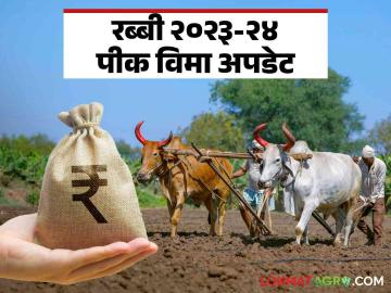Crop Insurance : मागच्या रब्बी हंगामातील २३७ कोटी विमा भरपाई शेतकऱ्यांना अजून मिळालीच नाही! - Marathi News | Crop Insurance: Farmers have not yet received the insurance compensation of 237 crores for the last Rabi season! | Latest agriculture News at Lokmat.com Crop Insurance : मागच्या रब्बी हंगामातील २३७ कोटी विमा भरपाई शेतकऱ्यांना अजून मिळालीच नाही! - Marathi News | Crop Insurance: Farmers have not yet received the insurance compensation of 237 crores for the last Rabi season! | Latest agriculture News at Lokmat.com