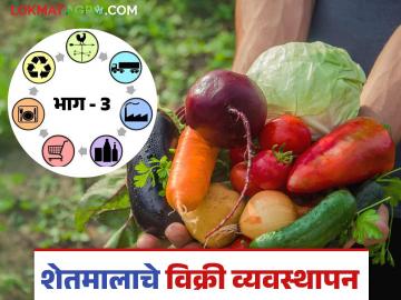 शेतकरी उत्पादक कंपन्या व सहकारी संस्थांमार्फत कृषि मूल्यसाखळीद्वारे शेतमाल विक्री व्यवस्थापन - Marathi News | Agriculture Value Chain Management of agricultural product sales through agricultural value chain through farmer producer companies and cooperatives | Latest agriculture News at Lokmat.com शेतकरी उत्पादक कंपन्या व सहकारी संस्थांमार्फत कृषि मूल्यसाखळीद्वारे शेतमाल विक्री व्यवस्थापन - Marathi News | Agriculture Value Chain Management of agricultural product sales through agricultural value chain through farmer producer companies and cooperatives | Latest agriculture News at Lokmat.com