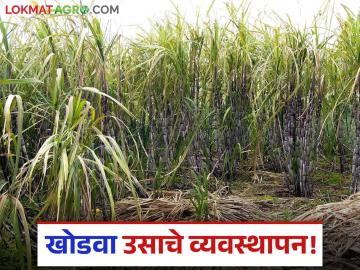 Sugarcane : खोडवा उसातून चांगलं उत्पादन घेण्यासाठी 'या' ५ गोष्टी महत्त्वाच्या - Marathi News | sugarcane crop management after first cutting intercrop input fertilizer | Latest agriculture News at Lokmat.com Sugarcane : खोडवा उसातून चांगलं उत्पादन घेण्यासाठी 'या' ५ गोष्टी महत्त्वाच्या - Marathi News | sugarcane crop management after first cutting intercrop input fertilizer | Latest agriculture News at Lokmat.com