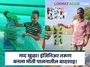 Pearl Farming Success Story: मोत्यांच्या शेतीतून तरुणाची लाखोंची कमाई, तुम्हीही करू शकता कमाई - Marathi News | young engineer mayur jagdale from sangali palus making millions of profit from pearl farming! Pearls are being sold outside India Pearl Farming Success Story | Latest agriculture News at Lokmat.com