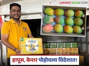Mango Export : हापूस, केशर आंबा निर्यातीचा श्रीगणेशा! यंदाची पहिलीच पेटी युरोपात दाखल - Marathi News | Mango Export Hapus beginning keshar and alphanso mango exports This year's first box has arrived in Europe | Latest agriculture News at Lokmat.com