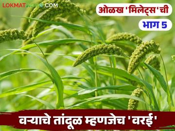 Proso Millets : हवामान बदलानुकूल अन् कोरडवाहू पीक असलेल्या वरईचे 'हे' फायदे माहितीयेत का? - Marathi News | Proso Millets Do you know these benefits of Proso Millets, a climate-adapted and dry-land crop? | Latest agriculture News at Lokmat.com