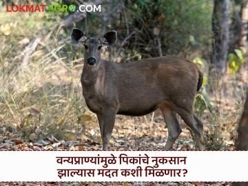 Crop Damage : वन्यप्राण्यांपासून पिकांचे नुकसान; शेतकऱ्यांना 'अशी' मिळते मदत! - Marathi News | Crop Damage: Crop damage from wild animals; Farmers get 'this' help! | Latest agriculture News at Lokmat.com