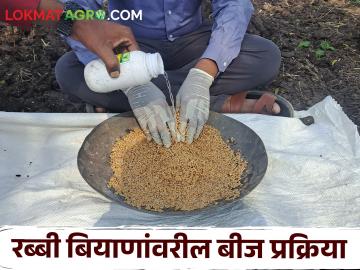 Seed Treatment : बीजप्रक्रिया म्हणजे काय? बीजप्रक्रियेचे किती प्रकार पडतात? त्याचे काय आहेत फायदे? - Marathi News | Seed Treatment What is seed treatment How many types of seeding are there What are its benefits? | Latest agriculture News at Lokmat.com Seed Treatment : बीजप्रक्रिया म्हणजे काय? बीजप्रक्रियेचे किती प्रकार पडतात? त्याचे काय आहेत फायदे? - Marathi News | Seed Treatment What is seed treatment How many types of seeding are there What are its benefits? | Latest agriculture News at Lokmat.com