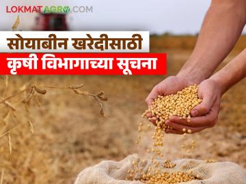 Soybean : सोयाबीन विक्रीसाठी शेतकऱ्यांना दिलासा! कृषी विभागाने जारी केली जिल्हानिहाय उत्पादकता - Marathi News | Soybean Relief for farmers for soybean sales! Agriculture Department releases district-wise productivity | Latest agriculture News at Lokmat.com Soybean : सोयाबीन विक्रीसाठी शेतकऱ्यांना दिलासा! कृषी विभागाने जारी केली जिल्हानिहाय उत्पादकता - Marathi News | Soybean Relief for farmers for soybean sales! Agriculture Department releases district-wise productivity | Latest agriculture News at Lokmat.com