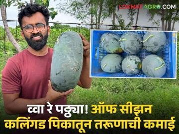Karmala Young Farmer: आंतरपिकांचा बादशाहा! पेरूमध्ये बिगरहंगामी कलिंगडाची लागवड; करमाळ्यातील तरूणाची लाखोंची कमाई - Marathi News | young man from Karmala earns millions Farmer vinod navale King of intercrop system Unseasonal Cultivation of watermelon in guava | Latest agriculture News at Lokmat.com