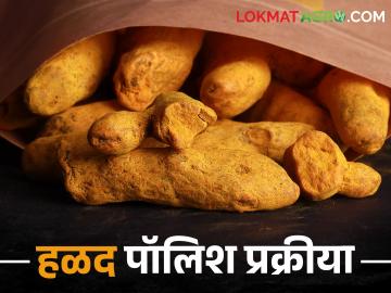 Photostory: हळदीवर पॉलिश केल्याने भावावर पडतो फरक, कशी करतात ही प्रक्रीया? - Marathi News | Turmeric polish process: Polishing on turmeric makes a difference in price, how is this process done? | Latest News at Lokmat.com Photostory: हळदीवर पॉलिश केल्याने भावावर पडतो फरक, कशी करतात ही प्रक्रीया? - Marathi News | Turmeric polish process: Polishing on turmeric makes a difference in price, how is this process done? | Latest News at Lokmat.com