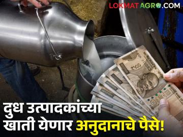 दुध उत्पादक शेतकऱ्यांच्या अनुदानासाठी २८३ कोटींची आवश्यकता, खाती येणार का पैसे? - Marathi News | 283 crores are required for the subsidy of milk producers, will the money come? | Latest News at Lokmat.com