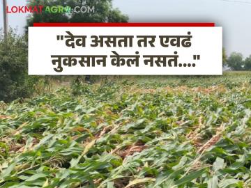 Crop Damage : "मका नाही; हा तर शेतकरी झोपलाय" अवकाळी पावसाने पिकाचे नुकसान झाल्यावर शेतकऱ्याची हृदयद्रावक प्रतिक्रिया - Marathi News | Crop Damage: "No maize; the farmer is asleep" Farmer's heartbreaking reaction after crop damage due to unseasonal rains | Latest agriculture News at Lokmat.com