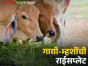 कशी असावी जनावरांची राईस प्लेट? समतोल आहारासाठी हे करा - Marathi News | How should the animal rice plate? Do this for a balanced diet cattle and buffaloes milk production | Latest agriculture News at Lokmat.com
