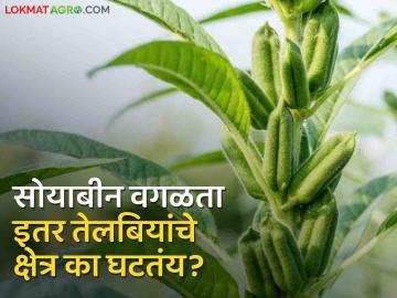 Crop Pattern : सूर्यफूल, तीळ, भुईमुगाचे क्षेत्र दिवसेंदिवस का घटतंय? पारंपारिक पिकांकडे शेतकऱ्यांची पाठ - Marathi News | Crop Pattern changed Why area of sunflower, sesame, groundnut decreasing day by day? Farmers turn to traditional crops | Latest agriculture News at Lokmat.com