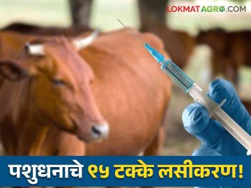 Animal Vaccination : जनावरांच्या लाखखूरकुत, PPR, LSD रोगांच्या प्रतिबंधासाठी ९५ टक्के लसीकरण 'पशुसंवर्धन'कडून पूर्ण - Marathi News | Animal Vaccination 95% of animal vaccinations for prevention of diseases such as Lactobacillus, PPR, LSD are completed by Animal Husbandry | Latest agriculture News at Lokmat.com