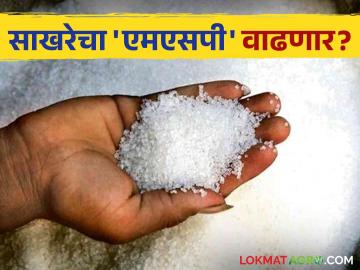 मोठी बातमी! केंद्रीय सहकारमंत्र्यांनी दिले साखरेचा एमएसपी वाढण्याचे आश्वासन; उसाला मिळणार चांगला दर - Marathi News | MSP of sugar will increase maharashtra sugarcane farmers sugar factories Union Minister amit shah increase sugar msp rate | Latest agriculture News at Lokmat.com
