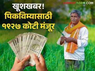 Crop Insurance : शेतकऱ्यांसाठी खूशखबर! विमा नुकसान भरपाईचे १९२७ कोटी सरकारकडून मंजूर - Marathi News | Crop Insurance1927 crores sanctioned pending insurance compensation for Kharif 2023 season | Latest agriculture News at Lokmat.com
