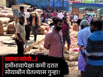 हमीभावापेक्षा कमी दरात माल खरेदी केल्यास व्यापाऱ्यांवर होणार गुन्हा दाखल! कराड बाजार समितीचे सूचनापत्रक - Marathi News | If the goods are purchased at a lower price than the guaranteed price, a case will be filed against the traders! Notice of Karad Bazaar Committee | Latest agriculture News at Lokmat.com