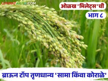 Browntop Millets : दक्षिण भारतामध्ये येणाऱ्या सामा किंवा कोराळे भरडधान्यांबद्दल 'या' गोष्टी माहितीयेत का? - Marathi News | Browntop Millets: Do you know these things about the browntop millets that come to South India? | Latest agriculture News at Lokmat.com