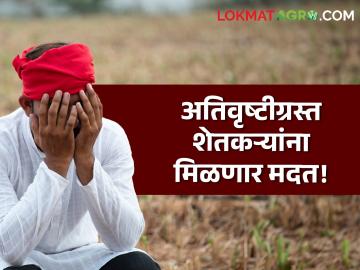 शेतकऱ्यांना दिलासा! अतिवृष्टीमुळे नुकसानग्रस्त शेतकऱ्यांना मिळणार भरपाई; थेट खात्यात होणार रक्कम जमा - Marathi News | Compensation to farmers affected by heavy rains amount will be deposited directly into account | Latest agriculture News at Lokmat.com