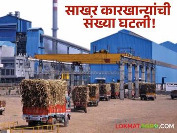 Sugar Production : यंदा कारखान्यांची संख्या झाली कमी; आत्तापर्यंत किती झाली साखर निर्मिती? - Marathi News | Sugar Production number of factories has decreased this year; How much sugar has been produced so far? | Latest agriculture News at Lokmat.com