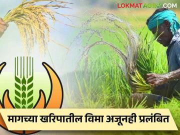 Crop Insurance : मागच्या खरिपातील पीकविम्याची रक्कम अजूनही शेतकऱ्यांना मिळेना! ३ हजार कोटी प्रलंबित - Marathi News | Crop Insurance Farmers still don't get the amount of crop insurance from the previous harvest! 3 thousand crore pending | Latest agriculture News at Lokmat.com