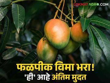 Crop Insurance : शेतकऱ्यांनो...! आंबिया बहरातील फळपीक विम्यासाठी अर्ज करा; 'ही' आहे अंतिम मुदत - Marathi News | Crop Insurance Farmers Apply for crop insurance in Ambia Bahar 'This' is the deadline | Latest agriculture News at Lokmat.com Crop Insurance : शेतकऱ्यांनो...! आंबिया बहरातील फळपीक विम्यासाठी अर्ज करा; 'ही' आहे अंतिम मुदत - Marathi News | Crop Insurance Farmers Apply for crop insurance in Ambia Bahar 'This' is the deadline | Latest agriculture News at Lokmat.com