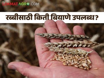 Rabi Season : रब्बी हंगामात बियाणे पुरणार का? कोणत्या बियाण्यांची किती उपलब्धता? - Marathi News | Rabi Season Will you sow seeds in Rabi season? How much availability of which seeds? | Latest agriculture News at Lokmat.com