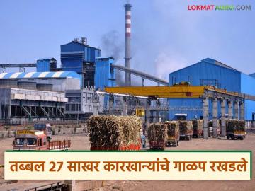 Sugar Factories : गाळपाला सव्वा महिना उलटला तरी २७ साखर कारखान्याचे धुराडे बंदच! - Marathi News | Sugar Factories: Even after a month and a half since the crushing, the chimneys of 27 sugar factories are still closed! | Latest agriculture News at Lokmat.com