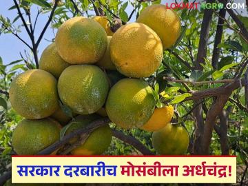 Mosambi : "विद्यापीठाचे संशोधन केंद्र काय कामाचं? शेतकऱ्यांना काडीचाही नाही फायदा" - Marathi News | marathwada agriculture university mosambi research centre work farmer agriculture | Latest agriculture News at Lokmat.com