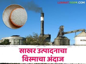 Sugar Production : राज्यात किती होणार साखरेचे उत्पादन? विस्माने जाहीर केला अंदाज - Marathi News | Sugar Production How much sugar will be produced in the state? Visma announces estimate | Latest agriculture News at Lokmat.com