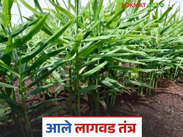 रोग व कीडमुक्त उत्पादनासाठी कशी कराल आले पिकाची लागवड; वाचा सविस्तर - Marathi News | How to cultivate for disease and pest free ginger production; Read in detail | Latest News at Lokmat.com रोग व कीडमुक्त उत्पादनासाठी कशी कराल आले पिकाची लागवड; वाचा सविस्तर - Marathi News | How to cultivate for disease and pest free ginger production; Read in detail | Latest News at Lokmat.com