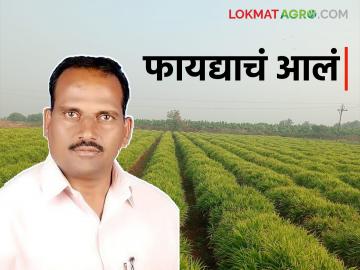 आले पिकाचे टप्प्यात नियोजन करून उत्पादनाचा करेक्ट कार्यक्रम करणारे शेतकरी भारत शिंदे यांची यशकथा - Marathi News | Bharat Shinde, a farmer who planned the ginger crop in stages and made a correct production program | Latest News at Lokmat.com