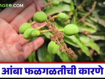 आंबा फळगळतीची कारणे समजून घेऊया, 80 टक्क्यांपर्यंत उत्पादनातील घट थांबवूया! - Marathi News | Latest News causes of mango fruit drop and stop the 80 percent decline in production | Latest News at Lokmat.com