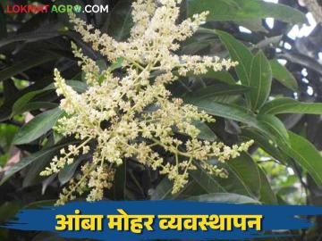 Mango Blossom Management : आंबा मोहोर जपा अन् अधिक उत्पादन मिळवा, असे करा व्यवस्थापन  - Marathi News | Latest News aamba mohor Manage mango blossom and get more yield see details | Latest News at Lokmat.com