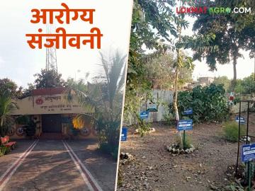 Arogya Sanjeevani : एक एकर परिसरातील आयुर्वेदिक झाडांनी बहरली बाग - Marathi News | Arogya Sanjeevani: A garden blossomed with Ayurvedic trees in an area of one acre | Latest News at Lokmat.com