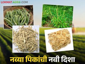 Agricultural News: कस्तुरी भेंडी, अश्वगंधा आता शिवारात! शेतकरी करणार नवे प्रयोग वाचा सविस्तर - Marathi News | latest news Agricultural News: Musk okra, Ashwagandha now in Shivara! Farmers will conduct new experiments Read in detail | Latest News at Lokmat.com