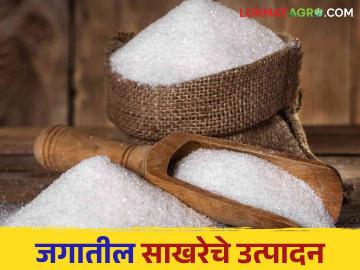 Sugar Production : जगात साखरेचे उत्पादन वाढणार? भारतावर काय होतील परिणाम? - Marathi News | Sugar Production Will sugar production increase in the world What will be the impact on India? | Latest agriculture News at Lokmat.com