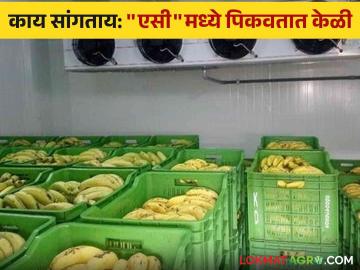 Banana Storage : तुम्हाला माहित आहे का? केळीचा गोडवा कसा वाढतोय जाणून घ्या. - Marathi News | Banana Storage : Did you know? Learn how the sweetness of bananas increases. | Latest News at Lokmat.com Banana Storage : तुम्हाला माहित आहे का? केळीचा गोडवा कसा वाढतोय जाणून घ्या. - Marathi News | Banana Storage : Did you know? Learn how the sweetness of bananas increases. | Latest News at Lokmat.com