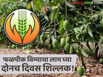 Crop Insurance : शेतकऱ्यांनो, आता फक्त 'या' फळपिकांचा उतरवता येणार विमा! दोनच दिवस शिल्लक - Marathi News | Crop Insurance: Farmers, now only 'these' fruit crops can be insured! Only two days left | Latest agriculture News at Lokmat.com