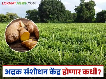 Ginger Research Center: अद्रक संशोधन केंद्र सात वर्षांनंतरही कागदावरच; जाणून घ्या काय आहे कारण - Marathi News | Ginger Research Center: Ginger Research Center still on paper after seven years; Know the reason | Latest News at Lokmat.com