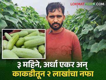 Success Story : ३ महिन्याच्या बिगरहंगामी काकडी पिकातून पुरंदरचा अमनला अर्ध्या एकरात २ लाखांचा निव्वळ नफा - Marathi News | Success Story Purandar net profit of 2 lakhs per half acre for Aman from 3 months off-season cucumber crop | Latest agriculture News at Lokmat.com